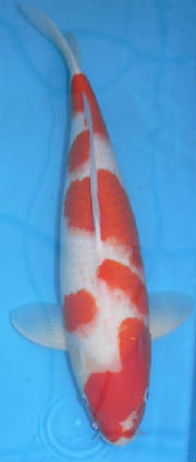 benbow2007kohaku.jpg
