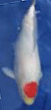 besttancho.gif