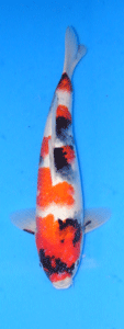 boedeker.showa.2.gif