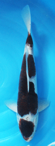 davis.goromo.3.smaller.gif