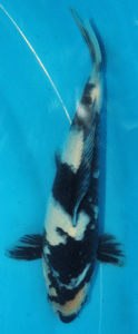 davis.utsuri.1.smaller.gif