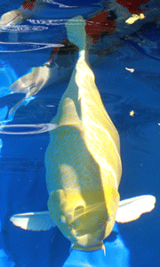 img_0528.gif