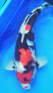 phto0087.gif