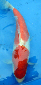 rehn.kohaku.2.gif